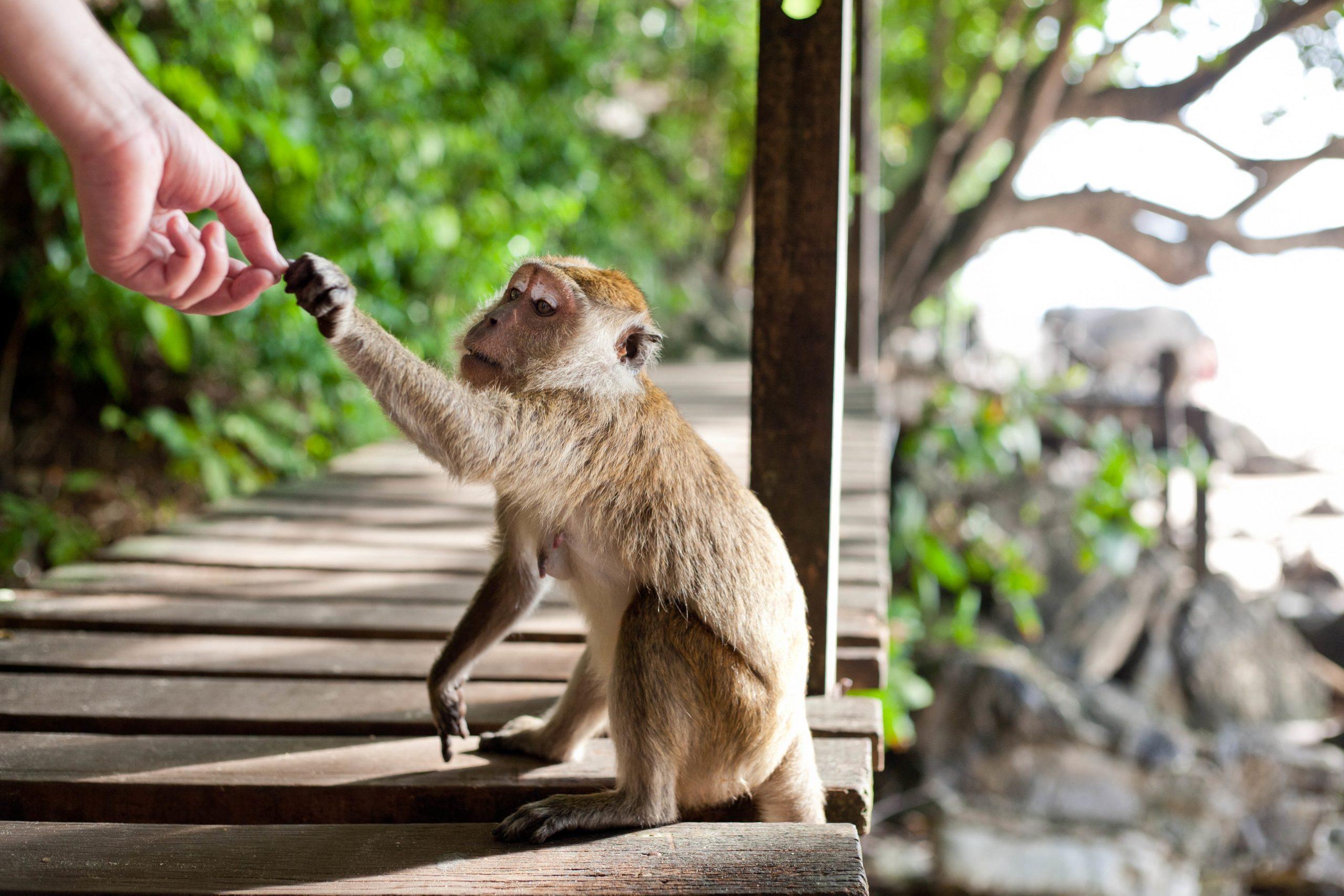 Attention aux singes !!